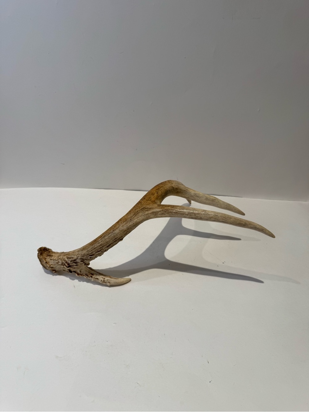 Real Natural Deer Antler Shed | Rustic Cabin & Farmhouse Decor Accent - Picture 2 of 6